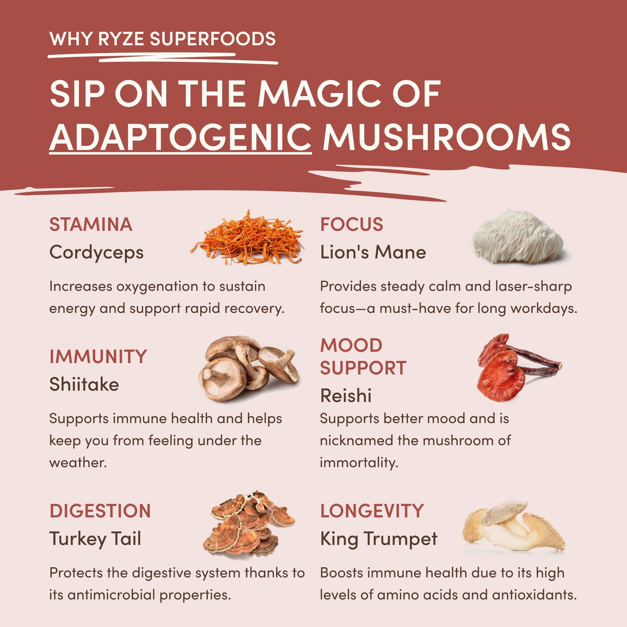 RYZE 30-Serving Mushroom Chicory